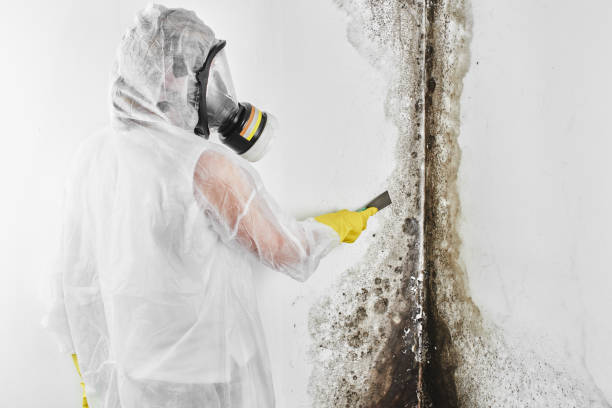 Willis, TX Mold Removal Company