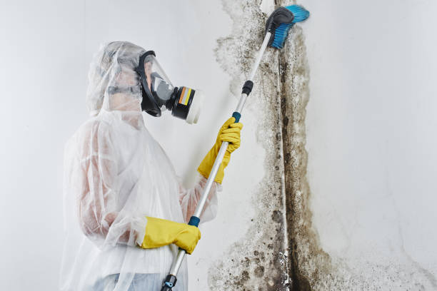 Best Mold Damage Repair  in Willis, TX