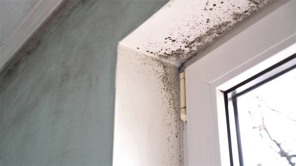Best Mold Removal and Inspection  in Willis, TX