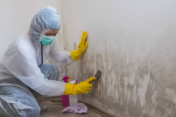 Best Certified Mold Removal  in Willis, TX