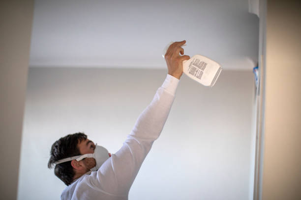 Best Local Mold Removal Service  in Willis, TX