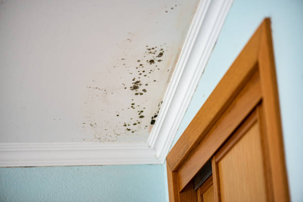 Best Local Mold Removal Service  in Willis, TX