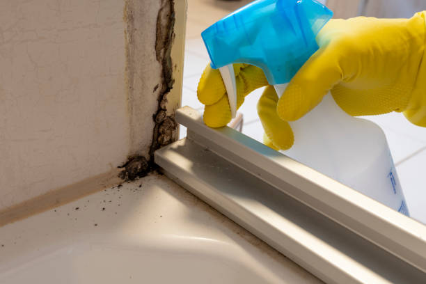 Reliable Willis, TX Mold Removal Solutions