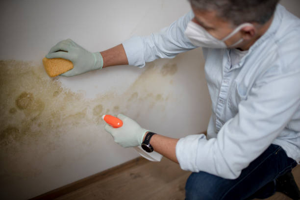 Best Mold Cleaning Services  in Willis, TX