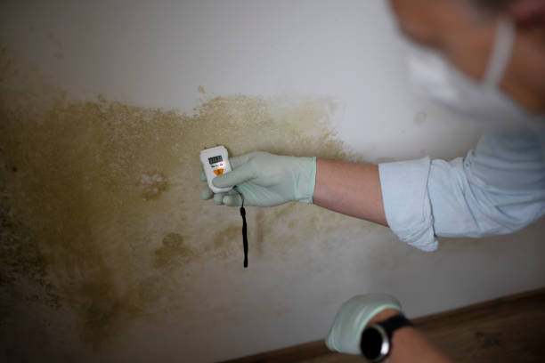 Best Mold Removal and Inspection  in Willis, TX