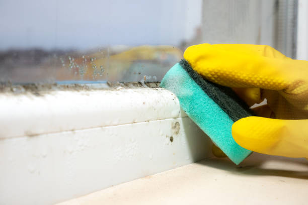 Best Toxic Mold Removal  in Willis, TX