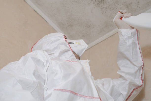 Best Residential Mold Removal  in Willis, TX