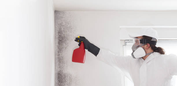 Best Mold Removal Company Near Me  in Willis, TX