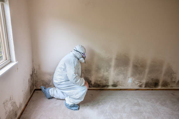 Best Attic Mold Removal  in Willis, TX