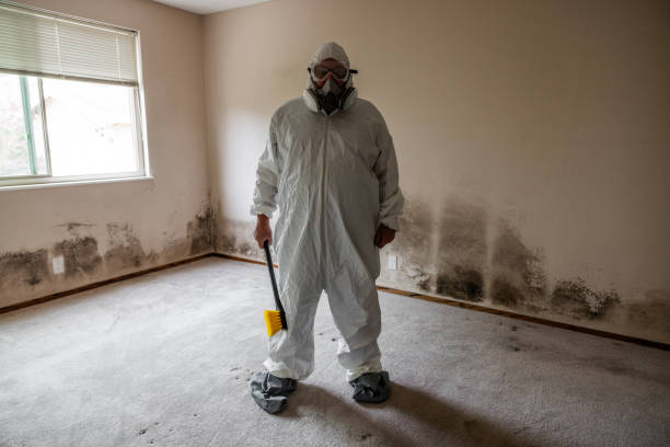 Best Office Mold Removal Services  in Willis, TX