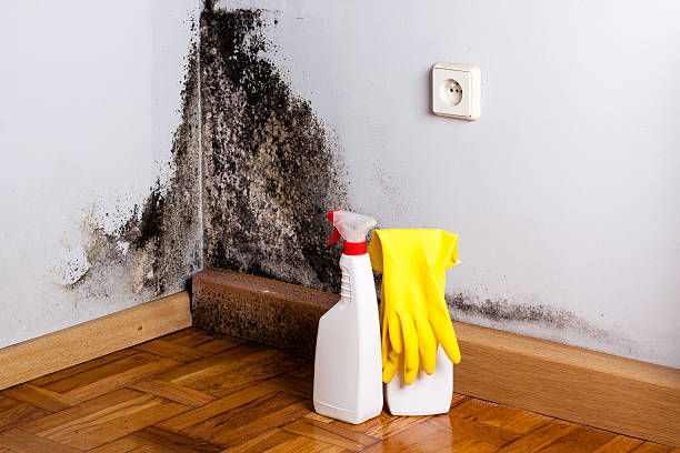 Best Office Mold Removal Services  in Willis, TX