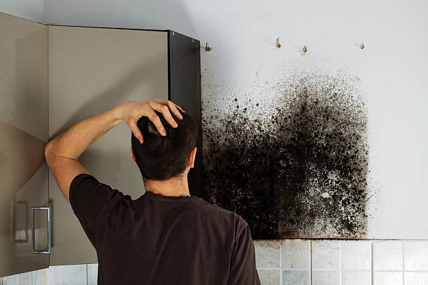 Best Mold Removal Process  in Willis, TX