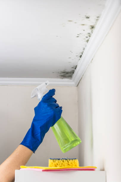 Best Mold Remediation  in Willis, TX